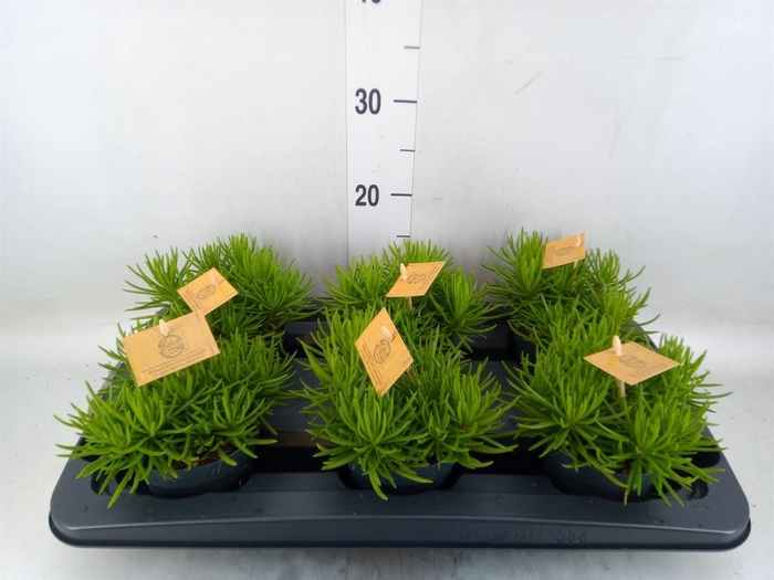 <h4>Senecio archeri 'Himalaya'</h4>