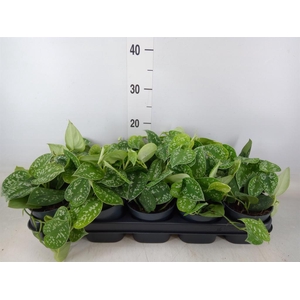 Scindapsus pictus 'Argyraeus'