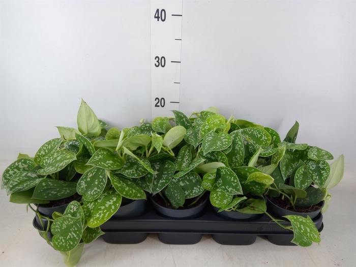 <h4>Scindapsus pictus 'Argyraeus'</h4>