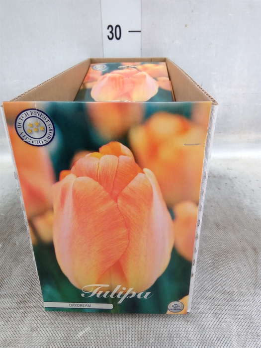 <h4>Tulipa   ...flowerbulbs</h4>
