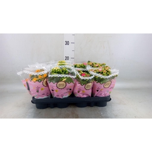 Kalanchoe blos.   ..mix