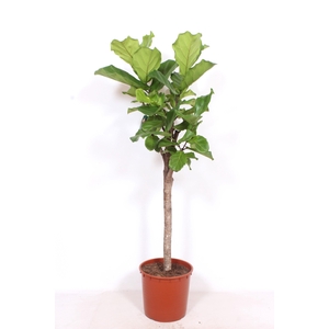Ficus lyrata
