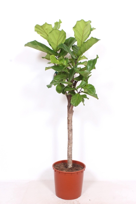 <h4>Ficus lyrata</h4>