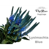 LYSIMACHIA BLUE x50