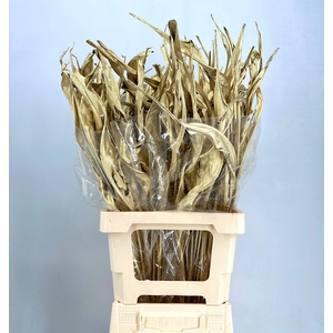 Dried leaf strelitzia luxury gold