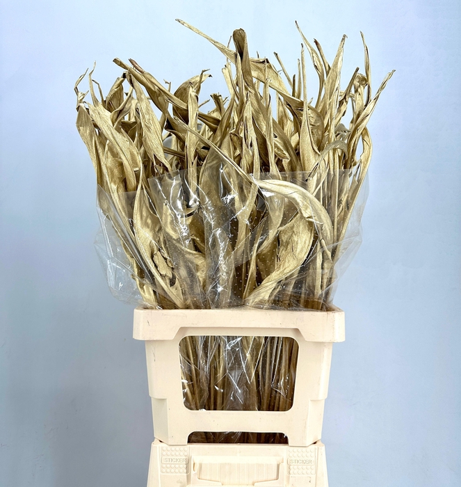 <h4>Dried leaf strelitzia luxury gold</h4>