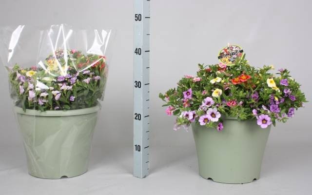 <h4>CALIB MINIF GEM POT</h4>