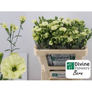 Dianthus TR 'Solomio Bern'