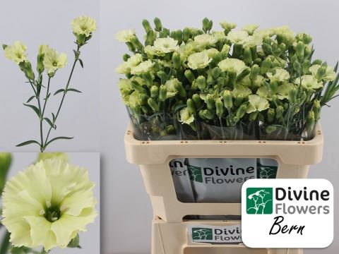 <h4>Dianthus TR 'Solomio Bern'</h4>