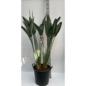 STRELITZIA REGINEA 170CM 5  FL