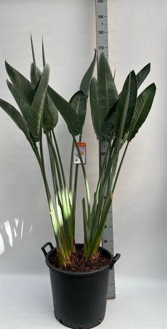 <h4>STRELITZIA REGINEA 170CM 5  FL</h4>