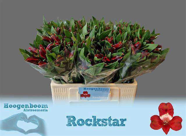 <h4>ALSTR ROCKSTAR</h4>