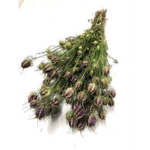 DROOG NIGELLA ROOD D