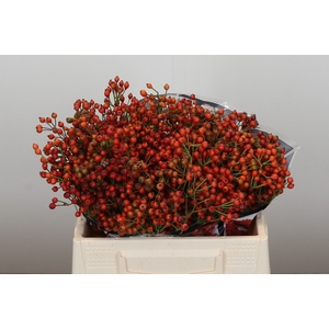 Rozenbottel Autumn Rosefruits