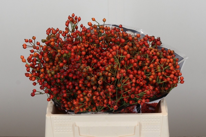 Rozenbottel Autumn Rosefruits