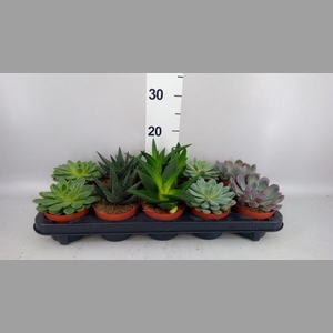 Succulents   ...mix 5