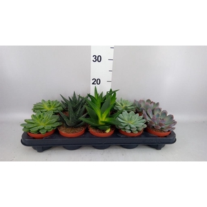 Succulents   ...mix 5