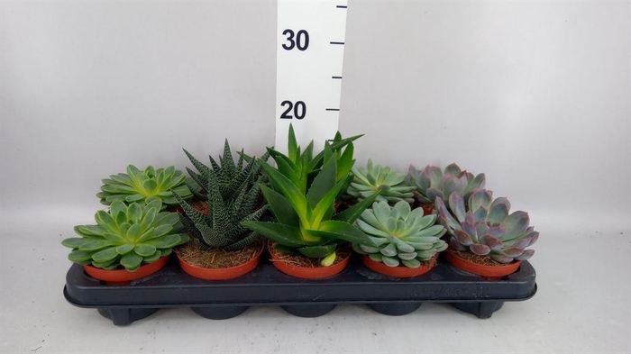 <h4>Succulents   ...mix 5</h4>