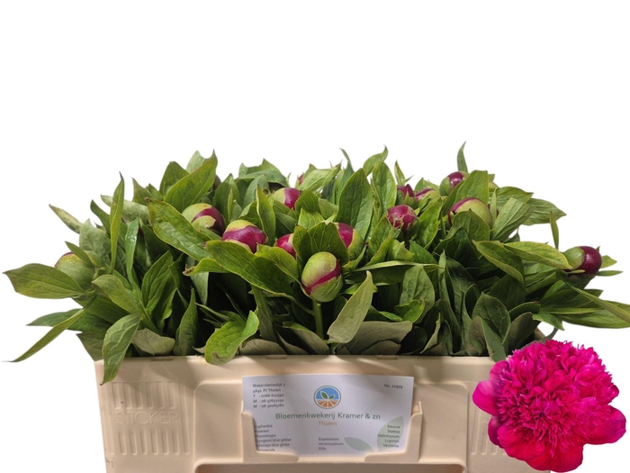 <h4>PAEONIA RED CHARM</h4>