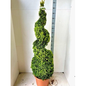 BUXU SEMPERVIRENS