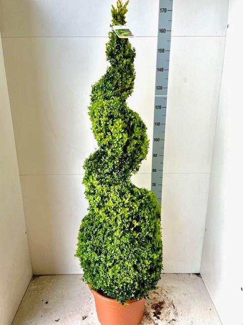 <h4>BUXU SEMPERVIRENS</h4>