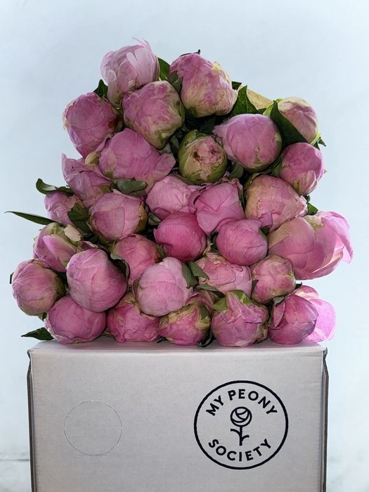 <h4>Paeonia Pink Giant</h4>