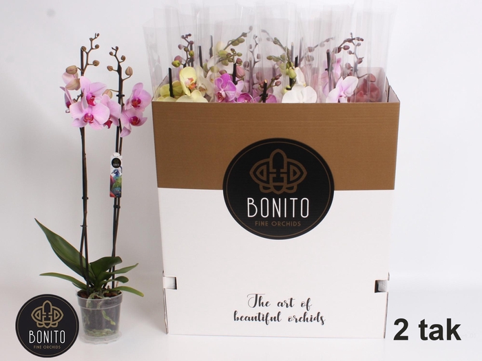 <h4>Phal Gem 7 Kl</h4>