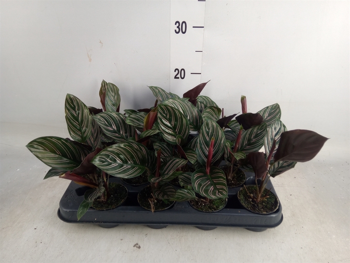 <h4>Calathea   ...</h4>