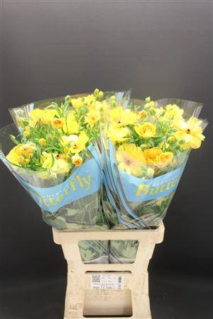 <h4>Ran Butterfly Dione 70cm</h4>