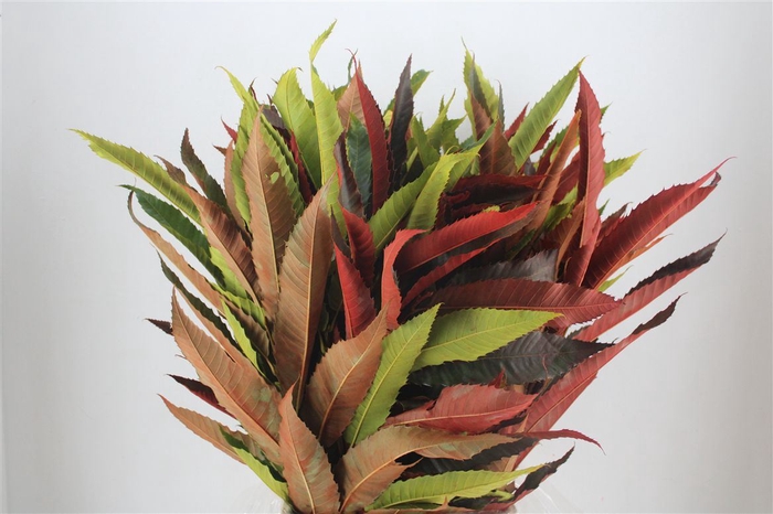 <h4>Kastanje Blad Herfst Pbs</h4>