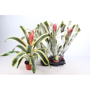 Aechmea Brasil 15Ø 65cm