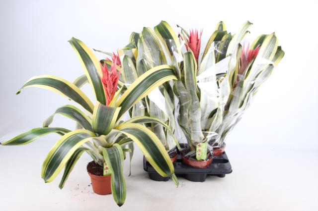 Aechmea Brasil 15Ø 65cm