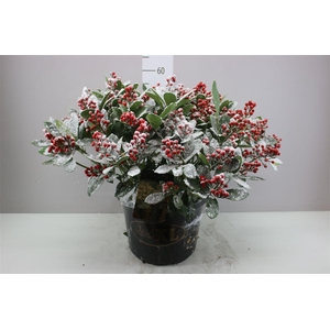 Skimmia Jap. Sensation 40+ Snow X