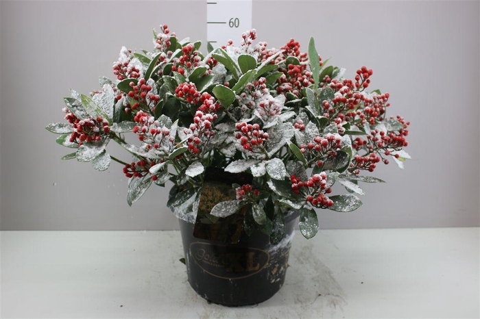 <h4>Skimmia Jap. Sensation 40+ Snow X</h4>