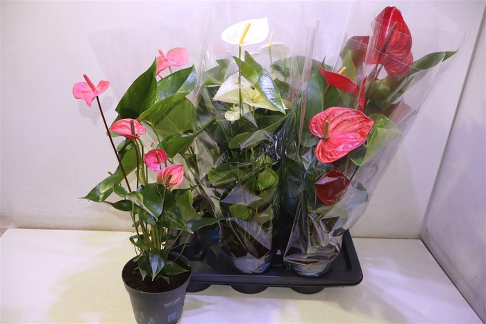 <h4>Anthu An Gem</h4>