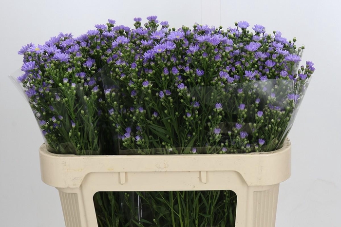 <h4>Aster Cassandra</h4>