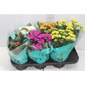 KALANCHOE DOBRADO P15