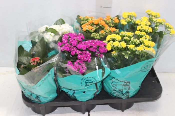 <h4>KALANCHOE DOBRADO P15</h4>