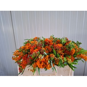 ASCL TUBEROSA