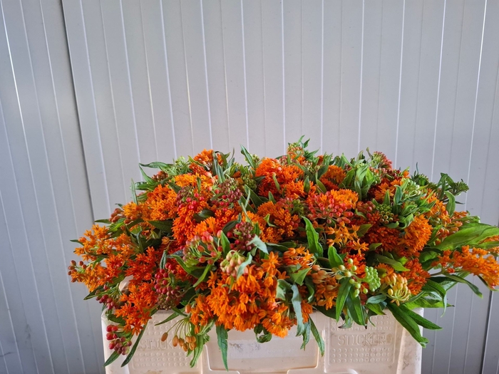 <h4>ASCL TUBEROSA</h4>
