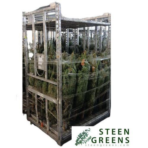 <h4>ABIES NORDMANNIANA</h4>