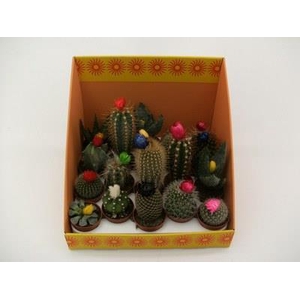 Cactus Versierd