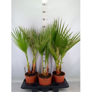Washingtonia filifera