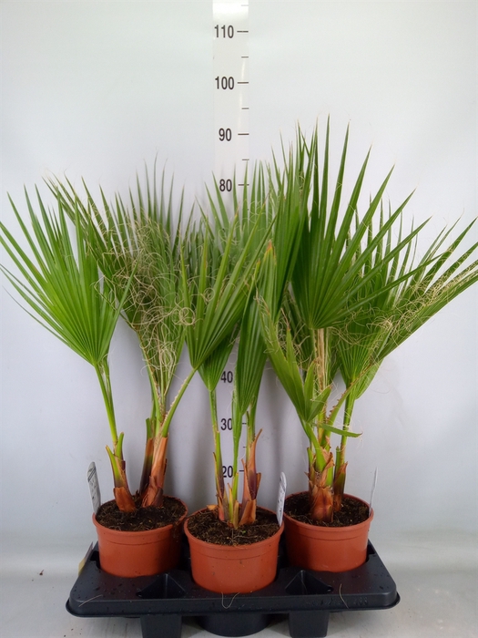 <h4>Washingtonia filifera</h4>