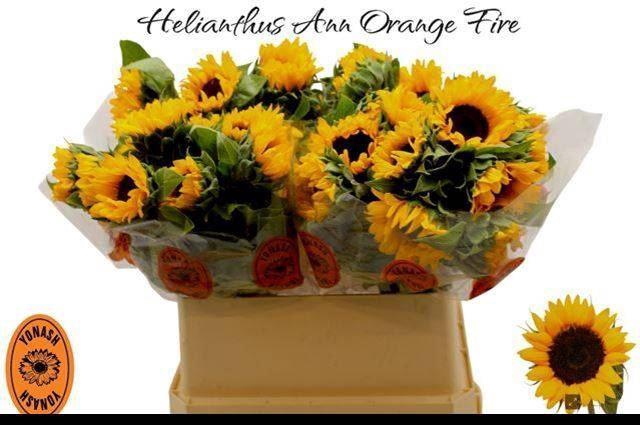 <h4>HELIAN ORANGE FIRE</h4>