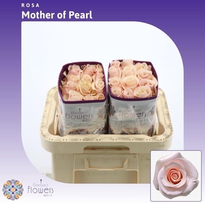 R GR MOTHER OF PEARL