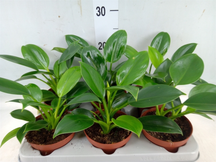 <h4>Philodendron   ...</h4>