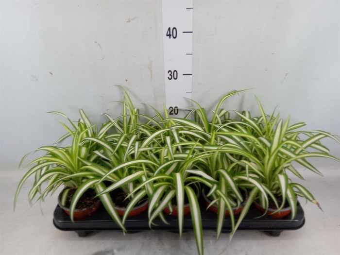 <h4>Chlorophytum com. 'Variegatum'</h4>