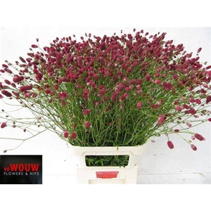 Sanguisorba Off Arnhem