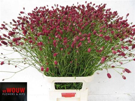 <h4>Sanguisorba Off Arnhem</h4>